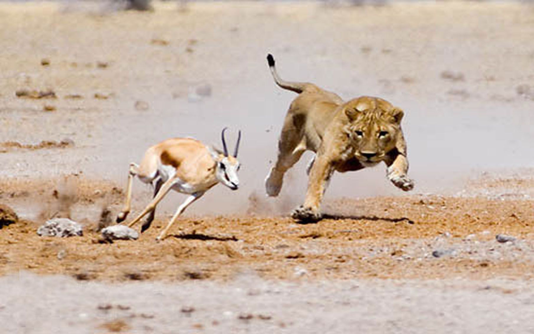 A Lion or Gazelle? | The Irony of Contention — Steemit the lion and the gazelle.jpg